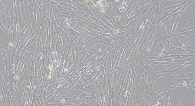 Primary Canine Aorta Adventitial Fibroblasts (AAF)