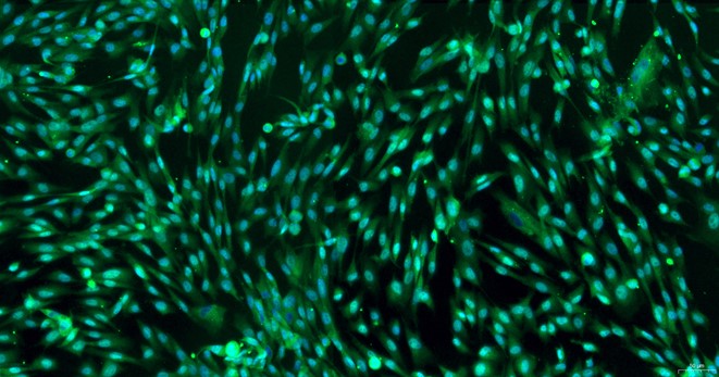 Primary Canine Epididymal Smooth Muscle Cells (EpSMC)