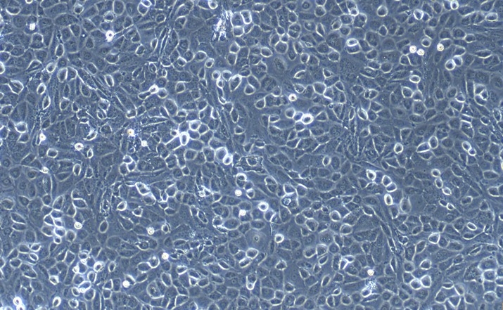Primary Canine Pleural Mesothelial Cells (PlMC)