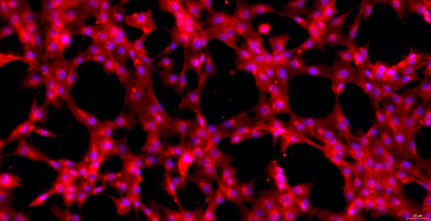 Primary Rat Periosteal Stem Cells (PeSC)