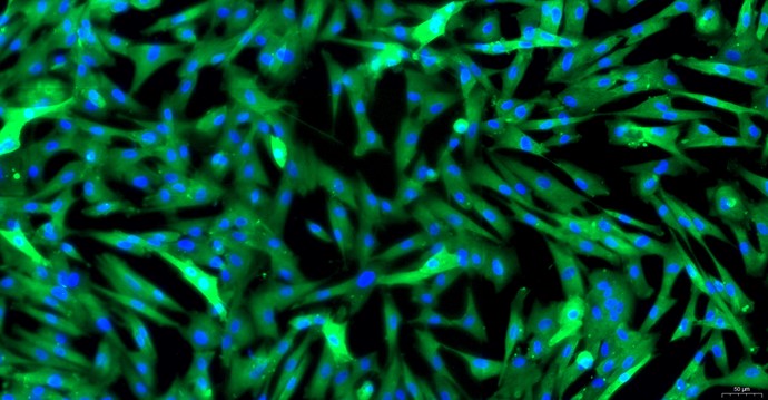 Primary Canine Lingual Muscle Skeletal Muscle Cells (LMSMC)