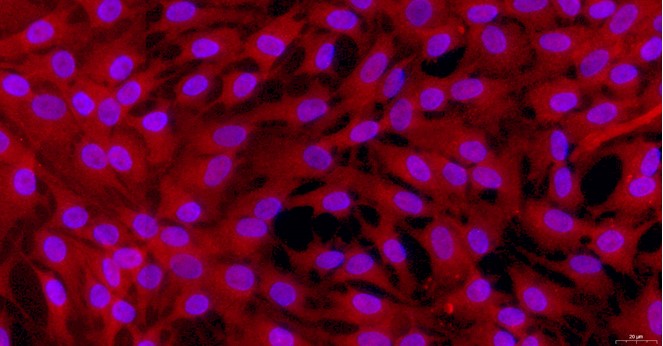 Primary Feline Lingual Muscle Skeletal Muscle Cells (LMSMC)