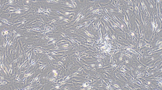 Primary Mouse Lingual Muscle Skeletal Muscle Cells (LMSMC)
