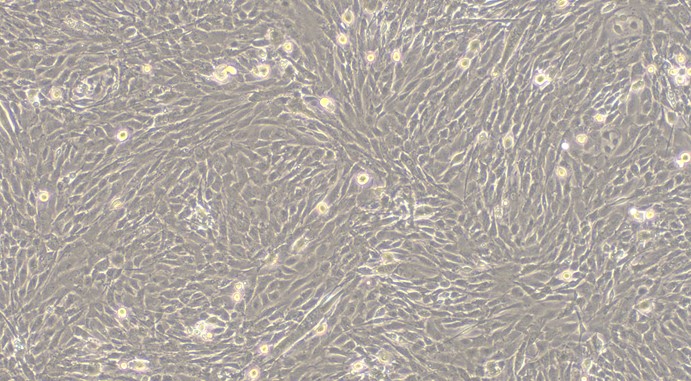 Primary Rat Lingual Muscle Skeletal Muscle Cells (LMSMC)