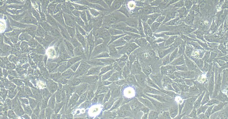 Primary Rabbit Lingual Muscle Skeletal Muscle Cells (LMSMC)