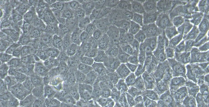 Primary Canine Lingual Epidermal Cells (LiEC)