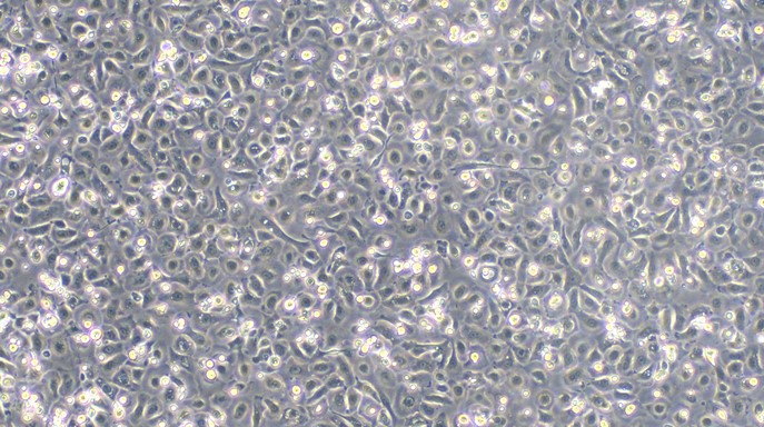 Primary Feline Lingual Epidermal Cells (LiEC)