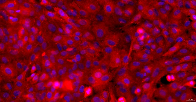 Primary Rat Nasal Mucosal Epithelial Cells (NMEC)