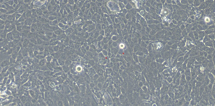 Primary Caprine Conjunctival Goblet Cells (CGC)