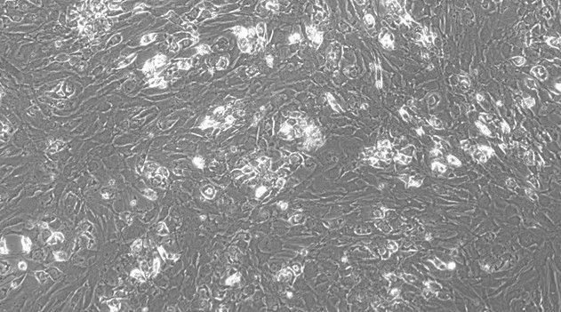 Primary Mouse Conjunctival Goblet Cells (CGC)