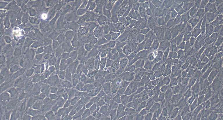Primary Rat Conjunctival Goblet Cells (CGC)