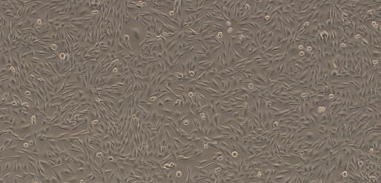 Hamster K1 Ovary Cells (O-K1)
