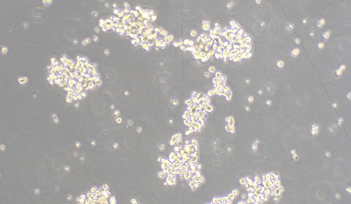 Human WERI-Rb-1 Neuroglioma Cells (WERI-Rb-1)