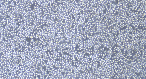 Human HL-60 Promyelocytic Leukemia Cells (HL-60)
