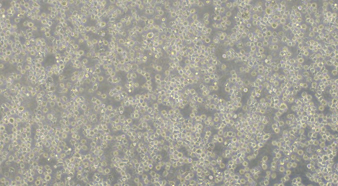 Human U937 Histiocytic Lymphoma Cells (U937)