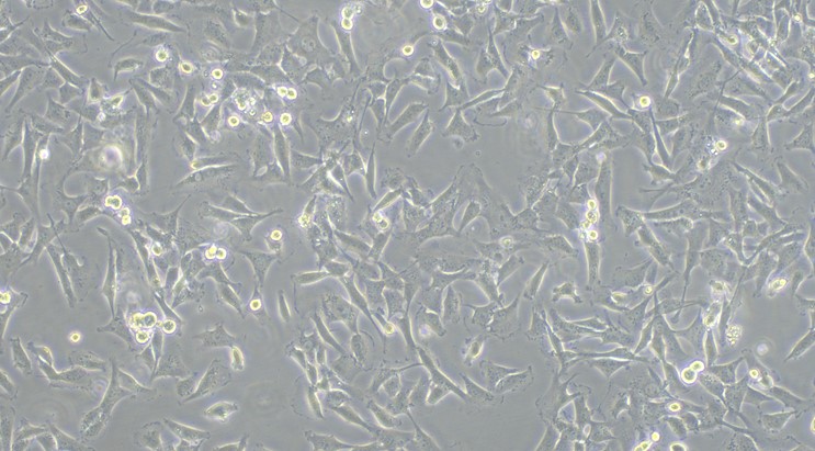 Human T24 Bladder Transitional Cell Carcinoma Cells (T24)