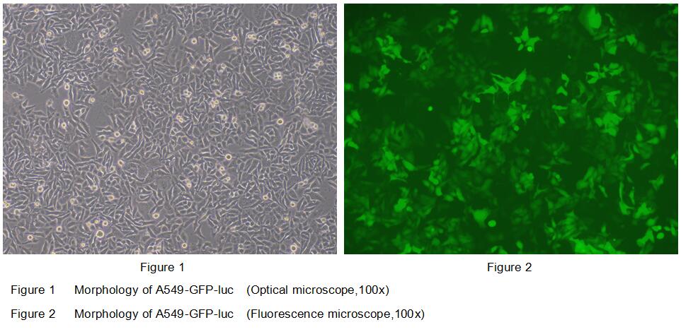 Human Luciferas A549-GFP Lung Carcinomar Cells (A549-GFP-Luc)