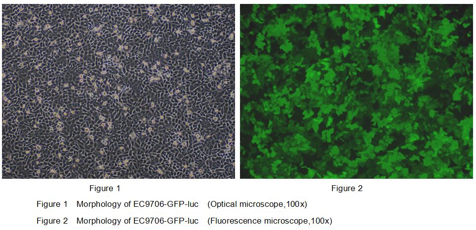 Human Luciferase EC9706 Esophageal Carcinoma Cells (EC9706-Luc)