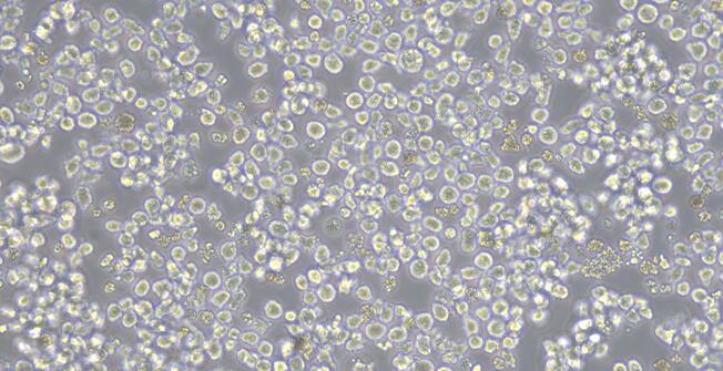 Human NB4 Acute Promyelocytic Leukemia Cells (NB4)