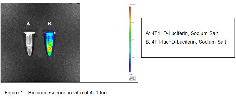 Mouse Luciferas 4T1 Breast Cancer Cells (4T1-Luc)
