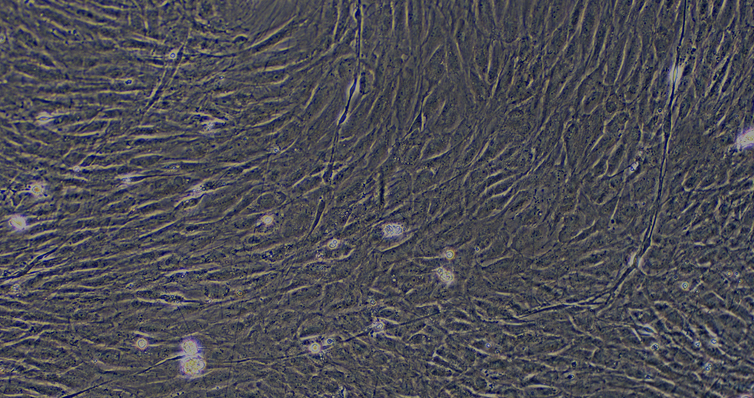 Primary Rat Perineurial Fibroblasts (PNF)