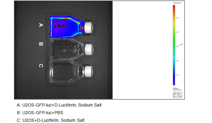Human Luciferase U2OS Osteosarcoma Cells (U2OS-Luc)