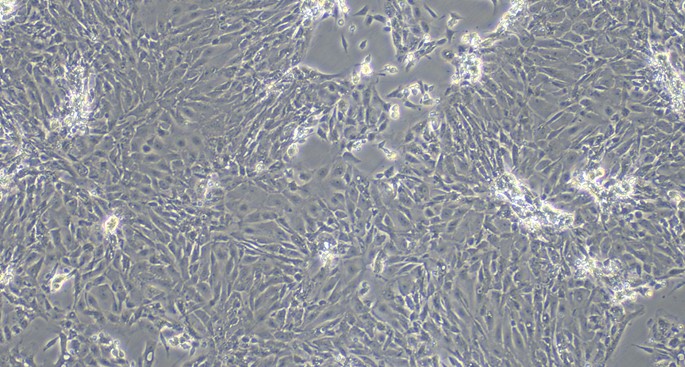Primary Rat Epididymal Epithelial Cells (EpEC)