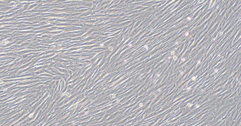 Primary Canine Nasal Mucosa Fibroblasts (NMF)