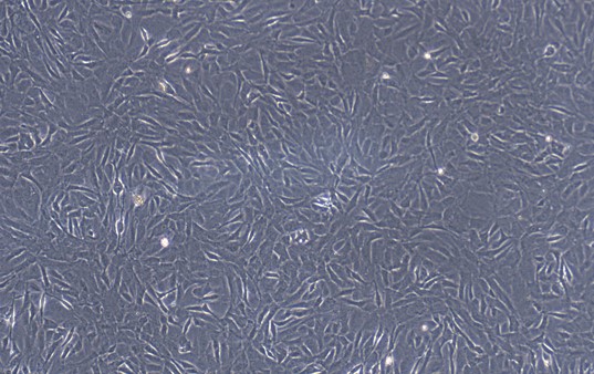 Primary Cavia Carotid Artery Endothelial Cells (CAEC)
