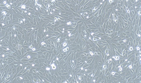 Human THLE-2 Telomerase-immortalized Liver Epithelial-2 (THLE-2)