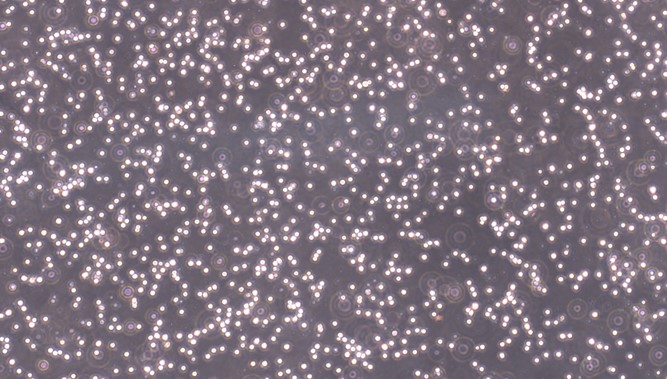 Primary Porcine Splenic Mononuclear Cells (SpMC)