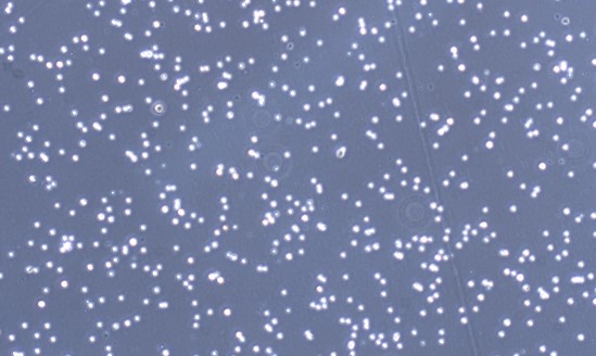 Primary Rat Spleen Mononuclear Cells (SpMC)