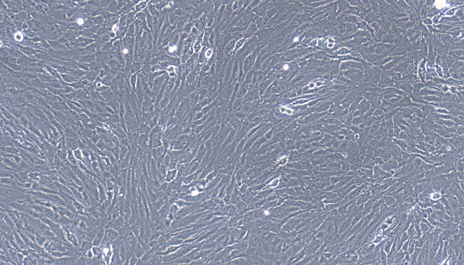 Primary Rat Tracheal Fibroblasts (TrF)