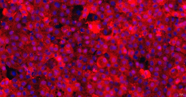 Primary Rat Synovial Mesenchymal Stem Cells (SMSC)