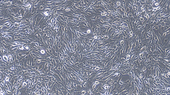 Primary Feline Satellite Glial Cells (SGC)