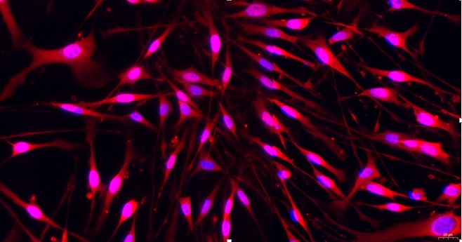 Primary Mouse Satellite Glial Cells (SGC)