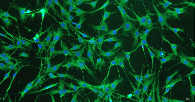 Primary Rat Satellite Glial Cells (SGC)