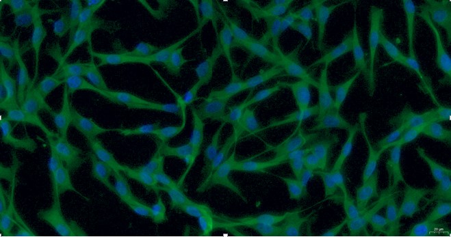 Primary Rabbit Satellite Glial Cells (SGC)