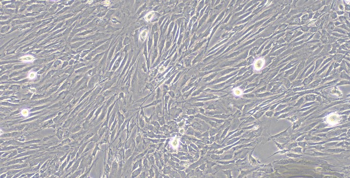 CSI914Ra01.jpg