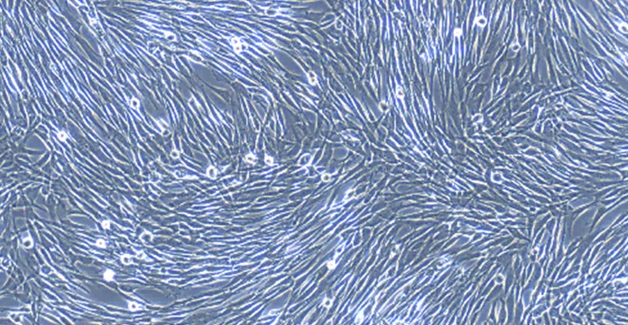 Primary Canine Olfactory Sustentacular Cells (OSCs)