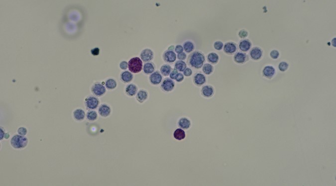 Primary Mouse Peritoneal Mast Cells (PeMC)