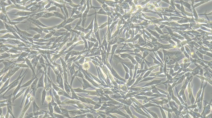 CSI918Ca01.jpg