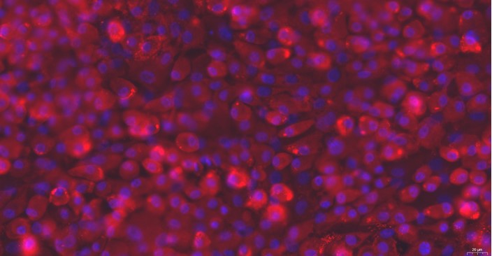 Primary Rat Costochondral Chondrocytes (CC)