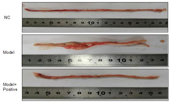 Rat Model for Colitis