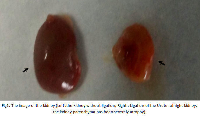 Mouse Model for Renal Fibrosis (RF)