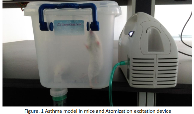 Mouse Model for Asthma