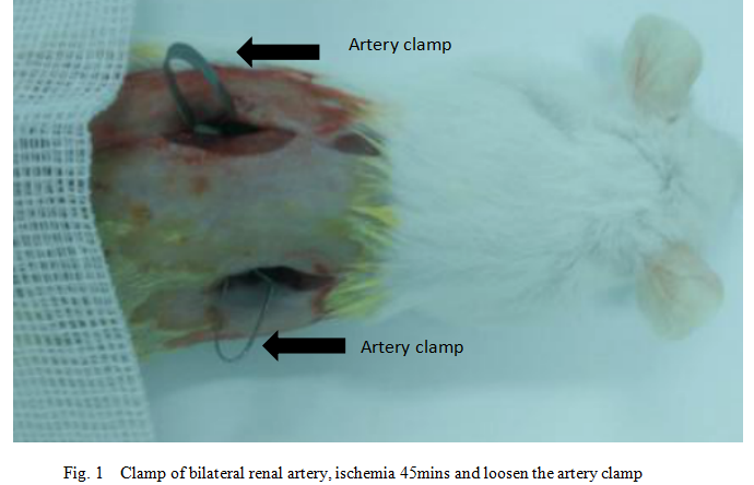 Mouse Model for Renal Ischemia-Reperfusion Injury (RIRI)