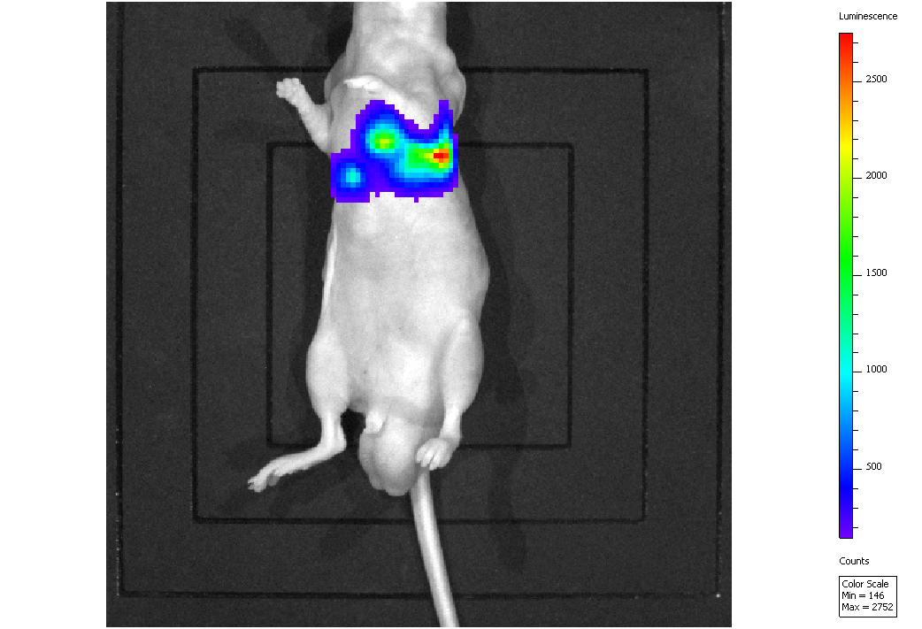 Mouse Model for Tumor Transplantation (TT)