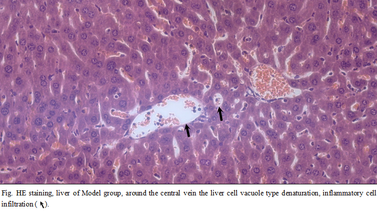 Mouse Model for Hepatitis