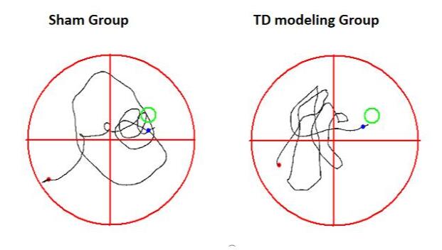 Rat Model for Tourette Syndrome (TS)